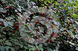 A bush of Chinese felt cherry with fruits on a summer evening.