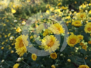 Bush Chrysanthemum indicum Scientific name Dendranthema morifolium, Flavonoids,Closeup pollen of yellow flower blooming in garden