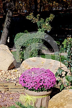 The bush of chrysanthemums growing in a flowerpot in the park of rest and entertainments