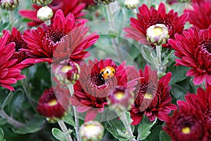 The bush of chrysanthemums growing in a flowerpot in the park of rest and entertainments