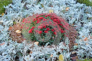 Bush of chrysanthemums surrounded by silver cineraria on a flower bed in an autumn park.