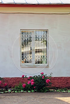 Bush chrysanthemums under the window