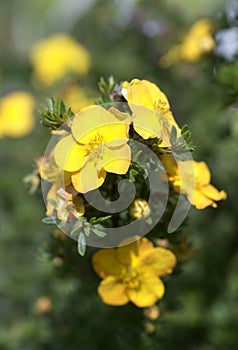 Bush cinquefoil photo