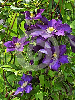 Bush clematis