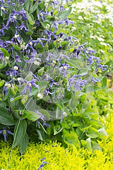 Bush of clematis integrifolia