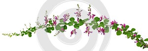 Bush clover, lespedeza bicolor, japanese clover, hagi