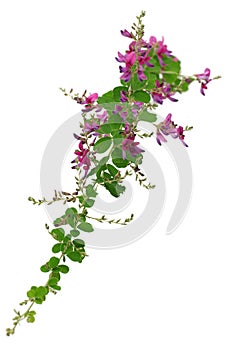 Bush clover, lespedeza bicolor, japanese clover, hagi