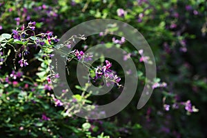 Bush clover Lespedeza flowers