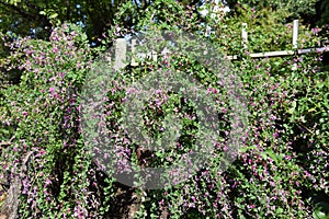 Bush clover Lespedeza flowers