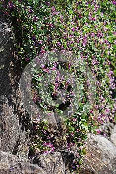 Bush clover Lespedeza flowers