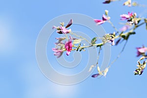 Bush clover Lespedeza flowers