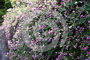 Bush clover Lespedeza flowers