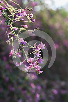 Bush clover Lespedeza flowers