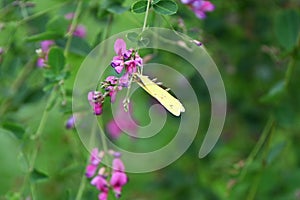 Bush clover (Lespedeza thunbergii) flowers. Japanese name \'Hagi-flower\'.