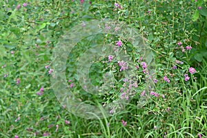 Bush clover (Lespedeza thunbergii) flowers. Japanese name \'Hagi-flower\'.