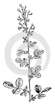 Bush Clover vintage illustration