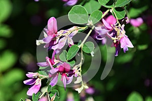 Bush cloverï¼ˆJapanese cloverï¼‰