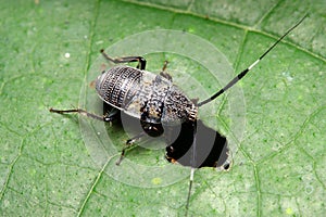 Bush Cockroach Nymph