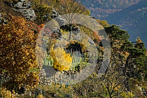 Bush with colorful yellow leaves in vineyards