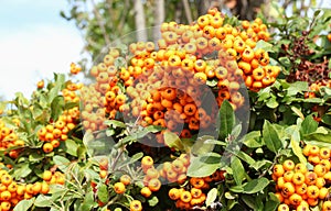 Bush of common sea buckthorn with ripe fruits. Hippophae rhamnoides. Macro picture