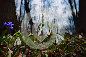 Bush of common snowdrop first flowers, Galanthus nivalis, plant grow in fallen oak leaves, early spring sunset