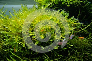 Bush of common water moss and aquatic plants in a beautiful freshwater ryoboku aquascape detail, Amano style planted aquadesign