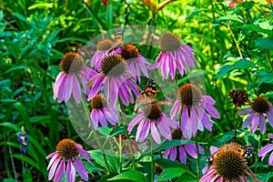 Bush of coneflower. Many   Vanessa cardui, Painted lady butterfly on pink coneflower, echinacea,