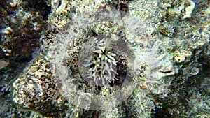 Bush coral, needle coral, spiny row coral or thin birdsnest coral Seriatopora hystrix undersea