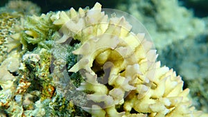 Bush coral or thin birdsnest coral, spiny row coral, needle coral (Seriatopora hystrix) close-up undersea, Red Sea