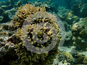 Bush coral or thin birdsnest coral, spiny row coral, needle coral (Seriatopora hystrix) undersea, Red Sea