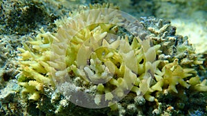 Bush coral or thin birdsnest coral, spiny row coral, needle coral (Seriatopora hystrix) undersea, Red Sea