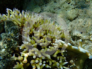 Bush coral or thin birdsnest coral, spiny row coral, needle coral (Seriatopora hystrix) undersea, Red Sea