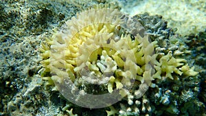 Bush coral or thin birdsnest coral, spiny row coral, needle coral (Seriatopora hystrix) undersea, Red Sea