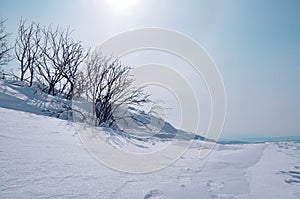 Bush covered in frost on a snow-white crystal snow surface.