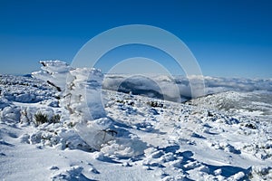 bush covered in snow and frozen in the wind photo