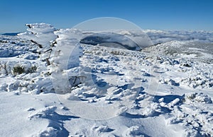 bush covered in snow and frozen in the wind photo