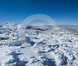 bush covered in snow and frozen in the wind photo