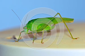 Bush-cricket