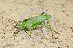 Bush-Cricket