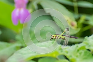 Bush Cricket or Katydid on Green Plant