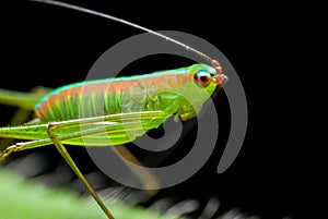 Bush Cricket/katydid