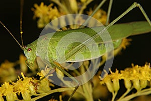 Bush cricket (Phaneroptera falcata)