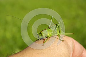 Bush Cricket, Tettigonia