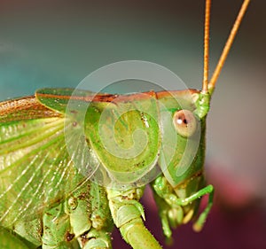 Bush Cricket photo