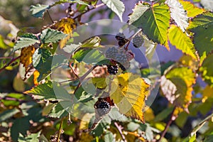 Bush of cultivated blackberry with ripening berries in sunny weather