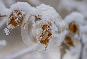 A bush of currant with yellow flowers under the snowyellow currant leaves under snow