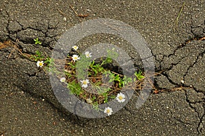 Bush daisies grew up of asphalt