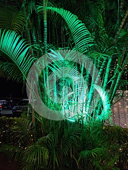 A bush decorated  with  green light ,ready for a reception  marriage party.