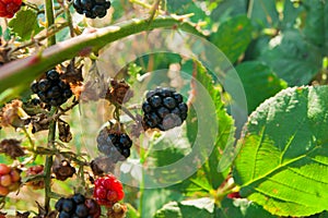 A bush of delicious wild blackberries