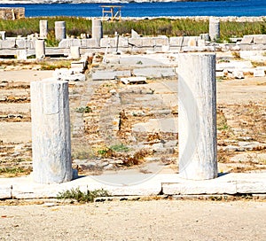 bush in delos greece the historycal acropolis and old ruin sit